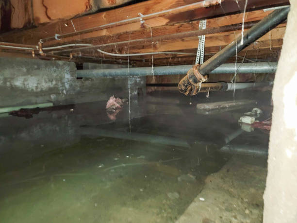 Best Professional water damage repair  in Jessup, MD